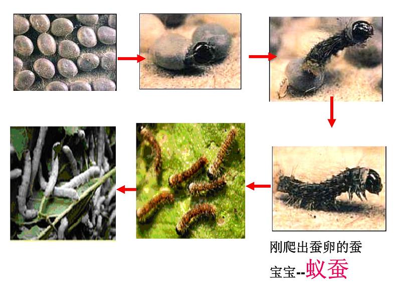 教科版（三起）科学三年级下册第二单元2《蚕的生长变化》 课件03