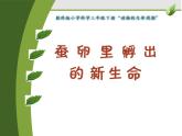 教科版（三起）科学三年级下册第二单元1、蚕卵里孵出的新生命 课件