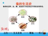 教科版（三起）科学三年级下册第二单元5、蚕的生命周期 (6)_2 课件