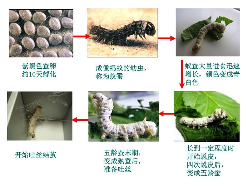 教科版（三起）科学三年级下册第二单元3-蚕变了新模样-ppt02