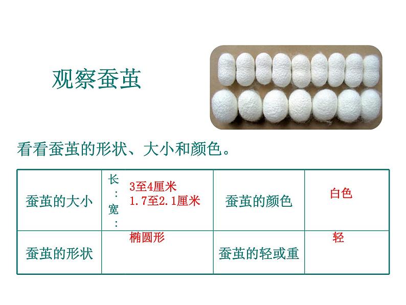 教科版（三起）科学三年级下册第二单元3-蚕变了新模样-ppt05