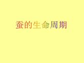 教科版（三起）科学三年级下册第二单元5、蚕的生命周期-PPT课件