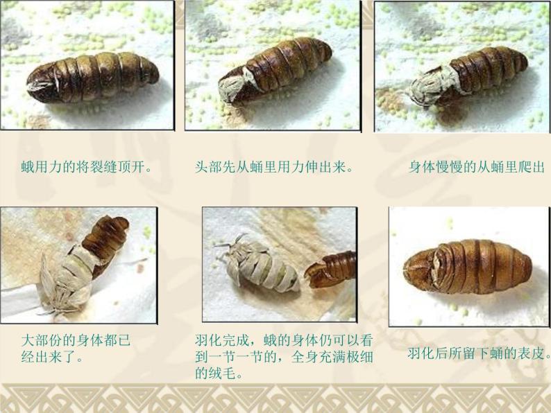 蛹变成了什么教课内容课件ppt