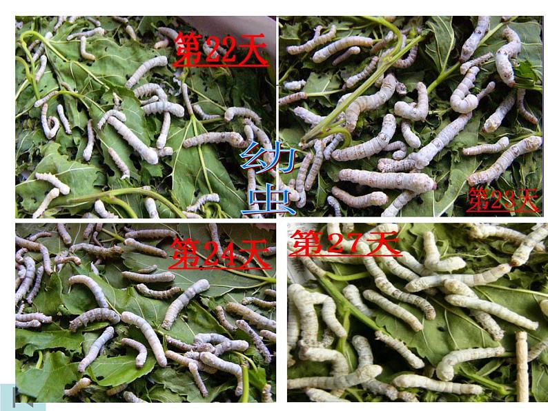 教科版（三起）科学三年级下册第二单元5、蚕的生命周期 课件03