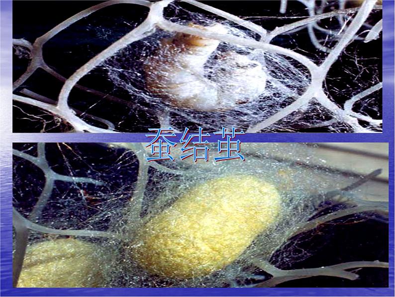 教科版（三起）科学三年级下册第二单元5、蚕的生命周期 课件05