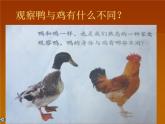 鄂教版（三起）科学三年级上册第四单元20《鸭与鸡》课件