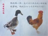 鄂教版（三起）科学三年级上册第四单元20、鸭与鸡 课件