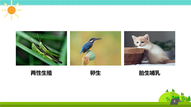 鄂教版（三起）科学三年级上册第四单元22《猫和兔》课件06