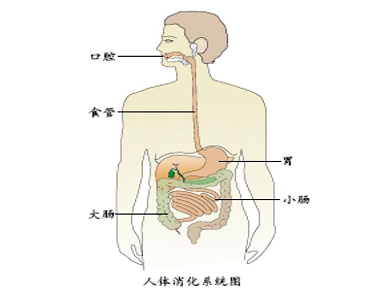 鄂教版（三起）科学三年级上册第一单元6、食物的消化 课件02