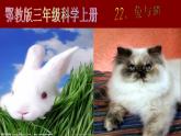 鄂教版（三起）科学三年级上册第四单元22、兔与猫 课件