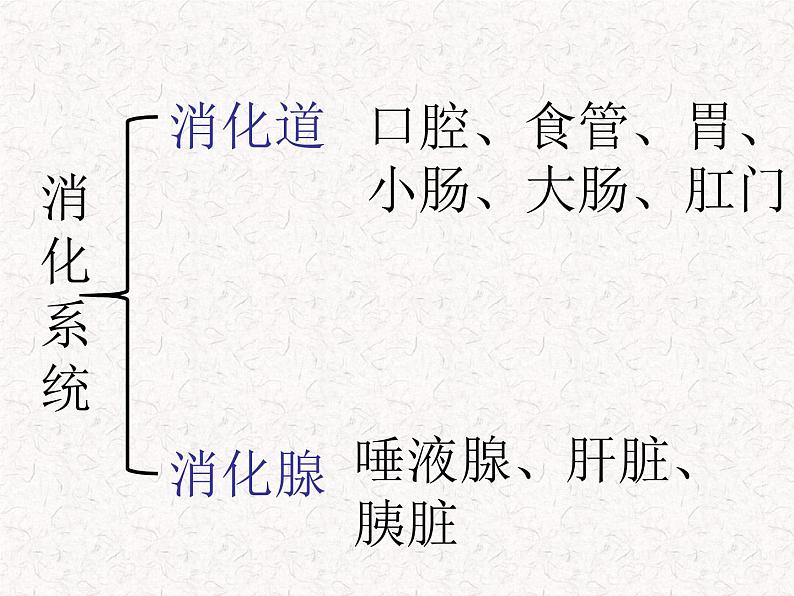 鄂教版（三起）科学三年级上册第一单元3、食物的消化-课件08