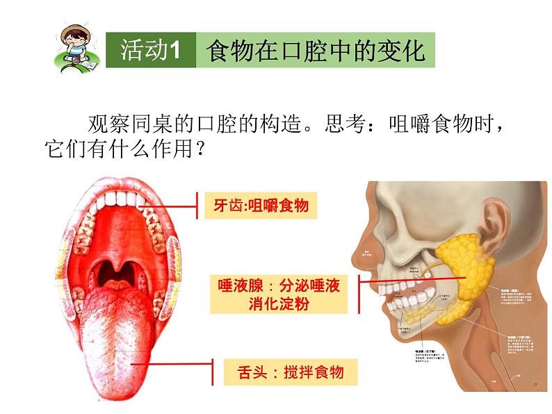 鄂教版（三起）科学三年级上册第一单元6-食物的消化 课件03