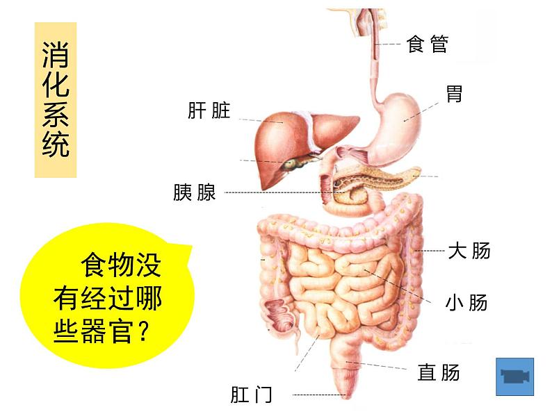 鄂教版（三起）科学三年级上册第一单元6-食物的消化 课件05