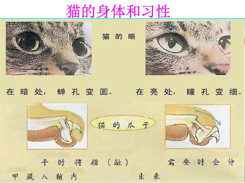 鄂教版（三起）科学三年级上册第四单元22、猫和兔 课件06