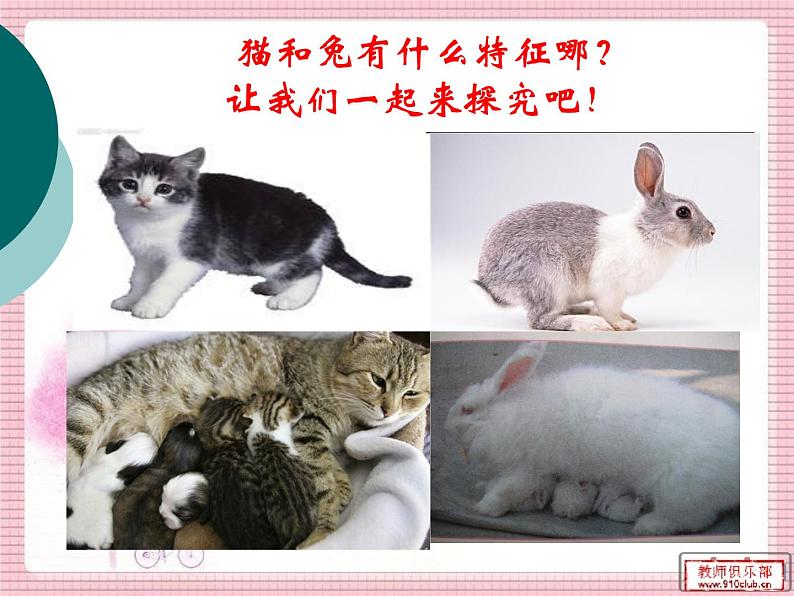 鄂教版（三起）科学三年级上册第四单元22《猫和兔》ppt02