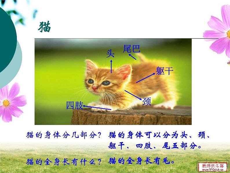 鄂教版（三起）科学三年级上册第四单元22《猫和兔》ppt03