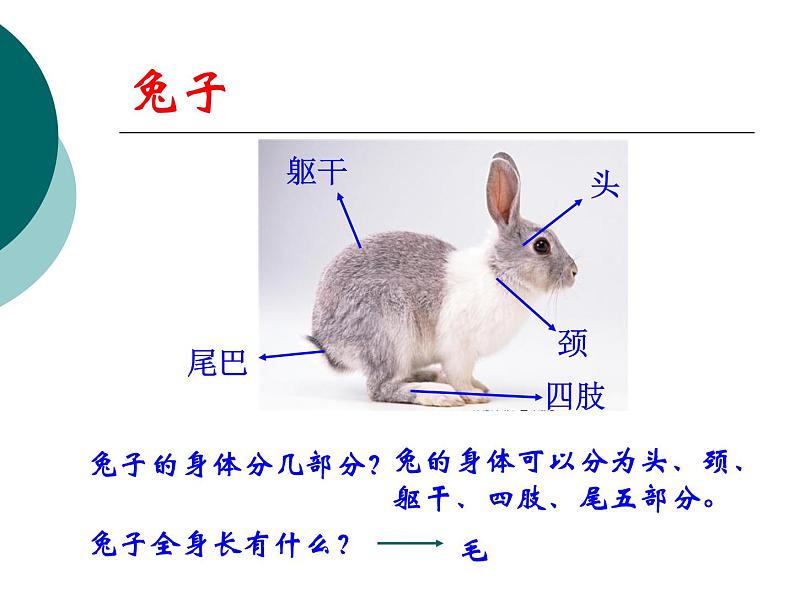 鄂教版（三起）科学三年级上册第四单元22《猫和兔》ppt07