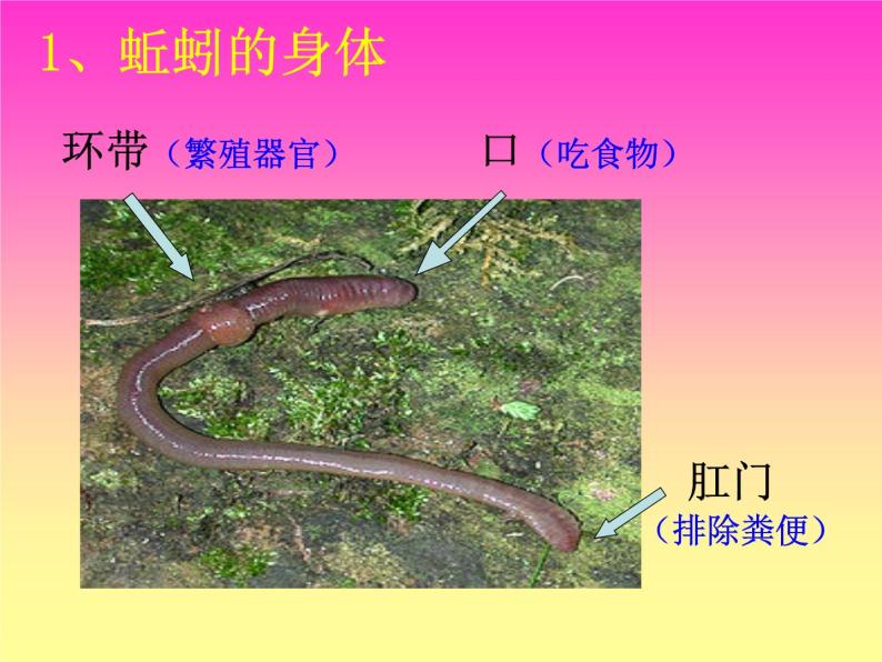 小学科学冀教版三年级上册4 蚯蚓多媒体教学课件ppt