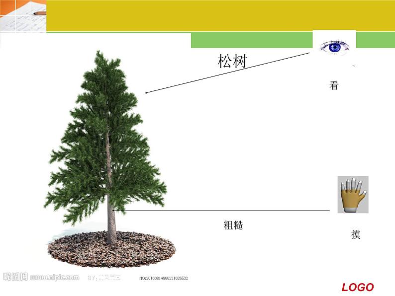 冀教版（三起）科学三年级上册3-寻找动物和植物-课件第4页