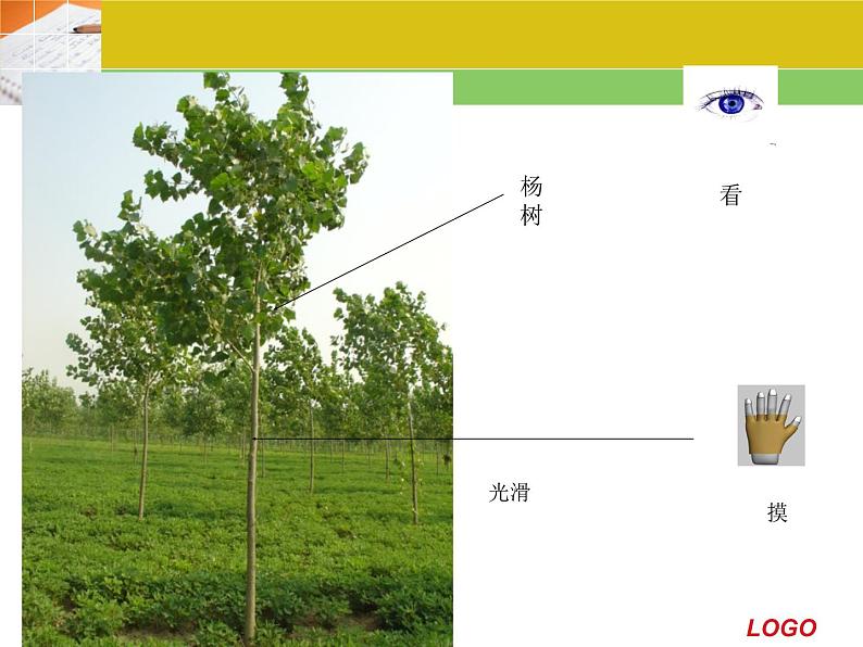 冀教版（三起）科学三年级上册3-寻找动物和植物-课件第5页