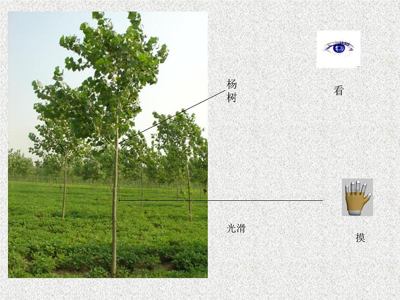 冀教版（三起）科学三年级上册3、寻找动物和植物 课件107