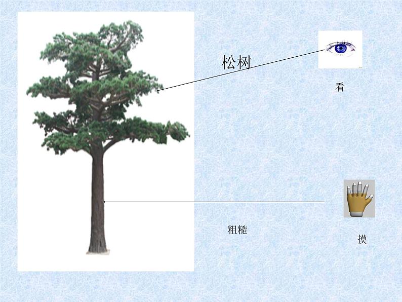 冀教版（三起）科学三年级上册3-寻找动物和植物 课件06