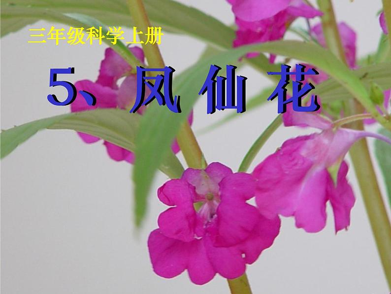 冀教版（三起）科学三年级上册5、凤仙花 课件01