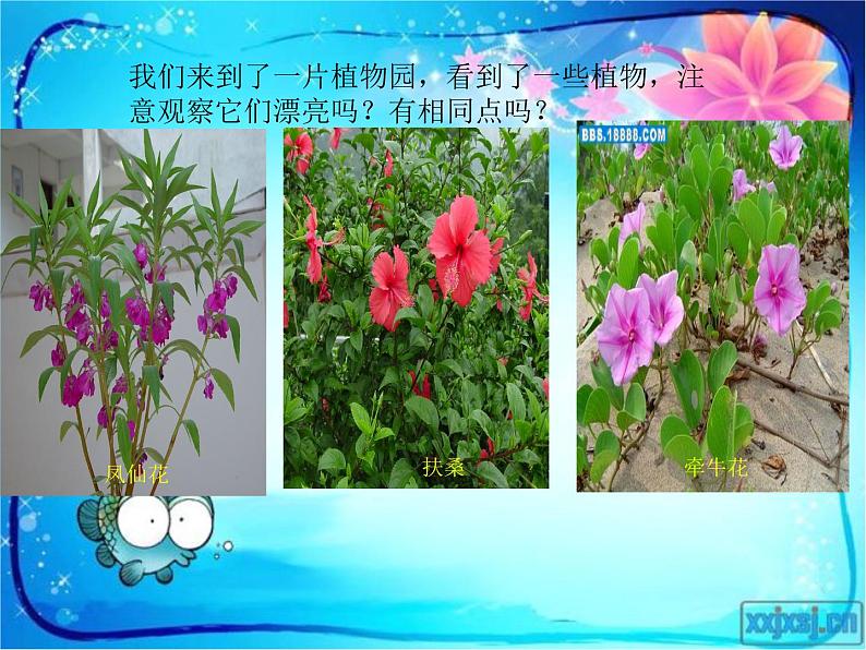 冀教版（三起）科学三年级上册5、凤仙花 课件02