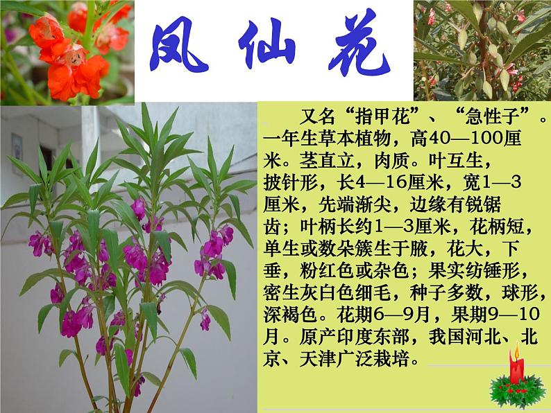 冀教版（三起）科学三年级上册5、凤仙花 课件05