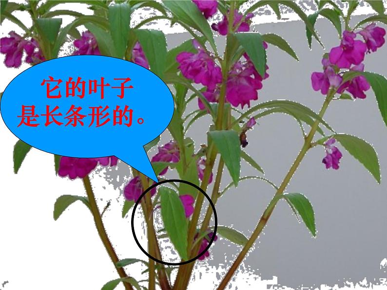 冀教版（三起）科学三年级上册5、凤仙花 课件07