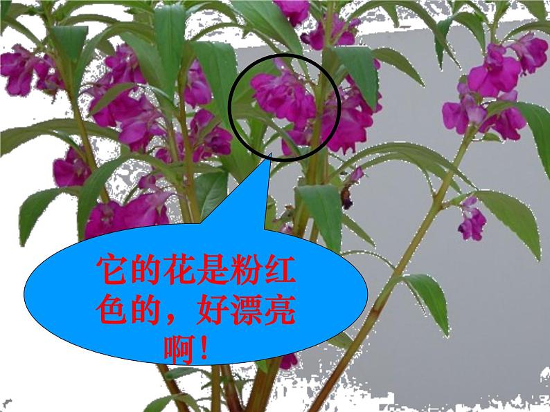 冀教版（三起）科学三年级上册5、凤仙花 课件08