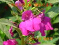 小学科学冀教版三年级上册5 凤仙花课堂教学课件ppt