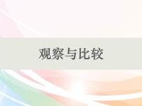 小学科学教科版 (2017)二年级下册3.观察与比较教案配套ppt课件