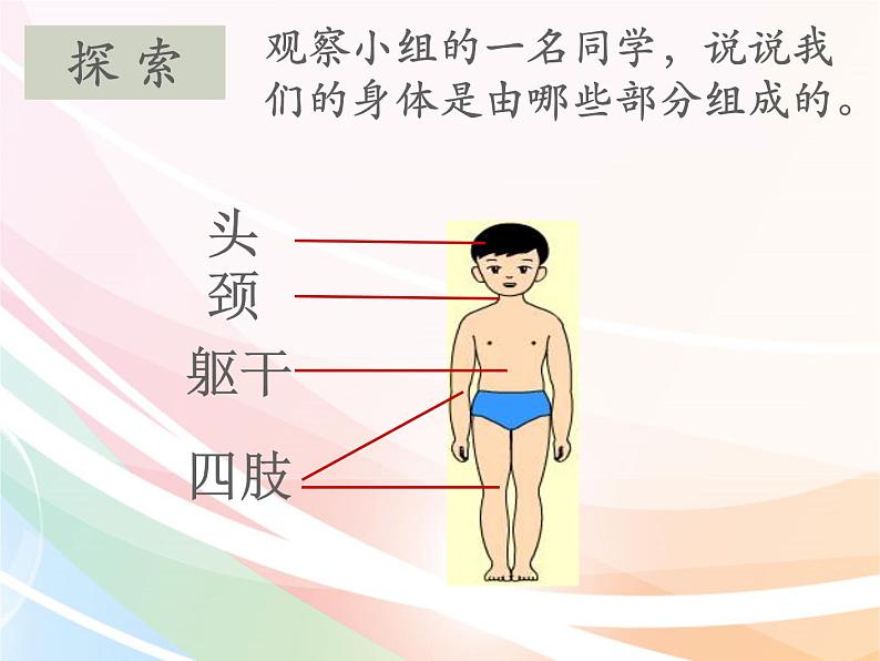 二年级下册科学课件最新教科版科学二年级下册课件1、观察我们的身体（精品课件）-教科版（2017秋）03