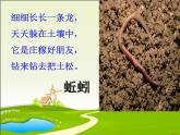 二年級下科學(xué)課件《尋訪土壤中的小動物》課件2_蘇教版（2017秋）