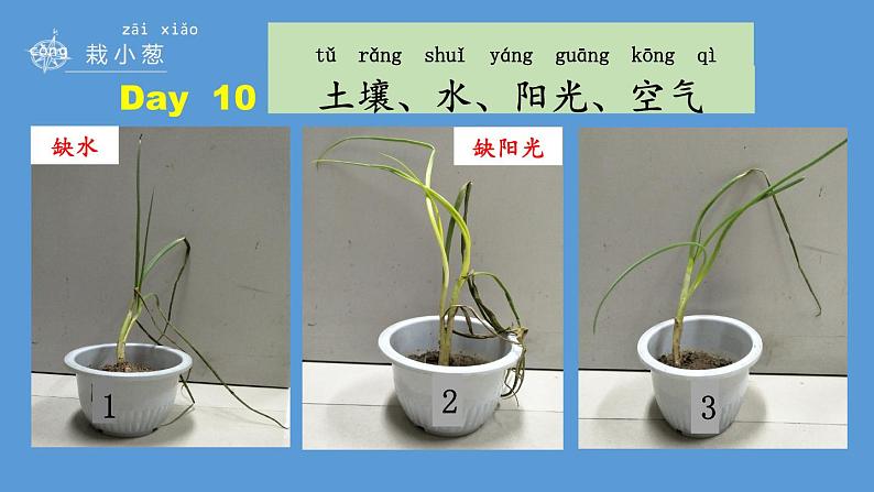二年级下科学课件《栽小葱》课件3_苏教版（2017秋）04