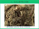 二年级下科学课件《寻访土壤中的小动物》课件_苏教版（2017秋）