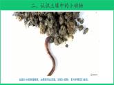 二年級下科學(xué)課件《尋訪土壤中的小動物》課件_蘇教版（2017秋）