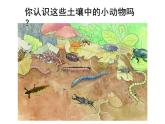 二年級下科學(xué)課件《尋訪土壤中的小動物》課件3_蘇教版（2017秋）