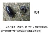 二年級下科學(xué)課件《尋訪土壤中的小動物》課件3_蘇教版（2017秋）