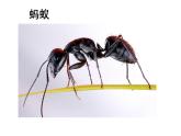 二年級下科學(xué)課件《尋訪土壤中的小動物》課件3_蘇教版（2017秋）
