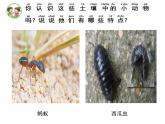 二年級下科學(xué)課件《尋找土壤里的小動物》課件4_蘇教版（2017秋）