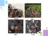 二年級下科學(xué)課件《尋找土壤里的小動物》課件4_蘇教版（2017秋）
