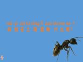 二年级下科学课件《养蚂蚁》课件5_苏教版（2017秋）