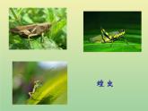 二年级科学上册第1单元我们的地球家园2土壤_动植物的乐园课件教科版
