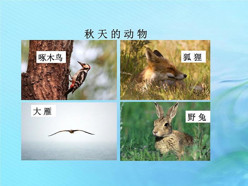 二年级科学上册秋和冬7秋天到了课件冀教版第8页
