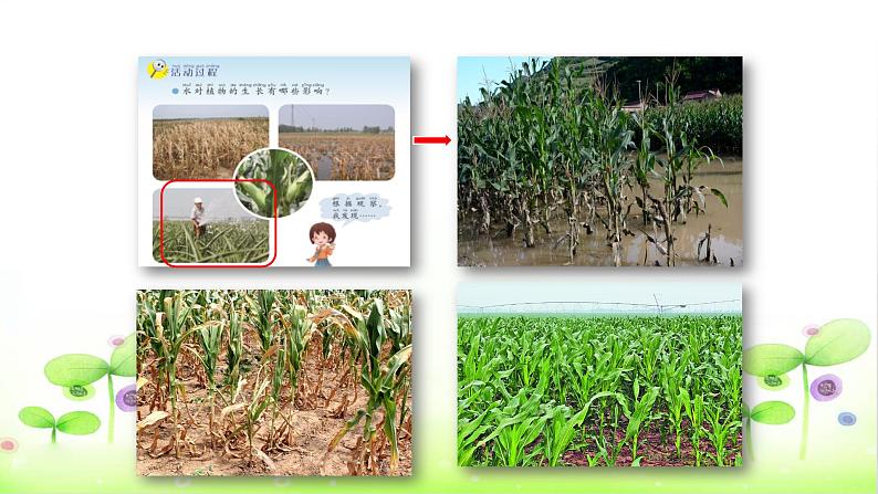 二年级科学上册课件-11.植物和水 (共9张PPT)  青岛版（五年制）03