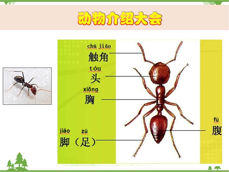 新教科版科学一下2-1《我们知道的动物》PPT课件+教案+素材05