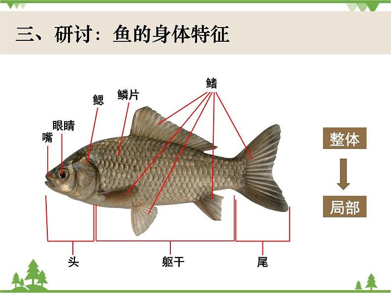 新教科版一下2-5《观察鱼》PPT课件+练习题附答案+教学反思04