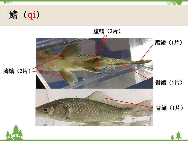 新教科版一下2-5《观察鱼》PPT课件+练习题附答案+教学反思05